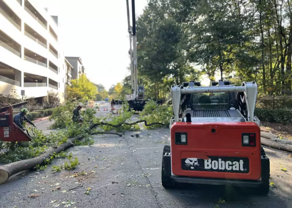 Atlanta Arbor Team carrying out Tree Thinning