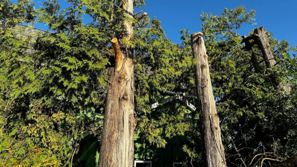 Tree Removal Services Atlanta Ga