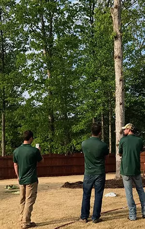 Arborist Consultation