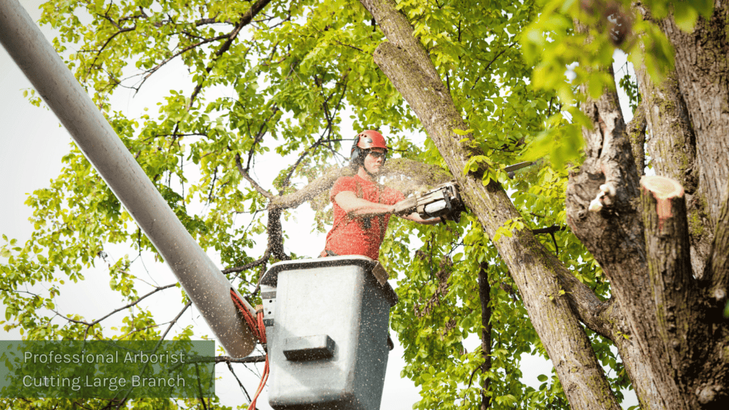 Professional Arborist cutting a large branch