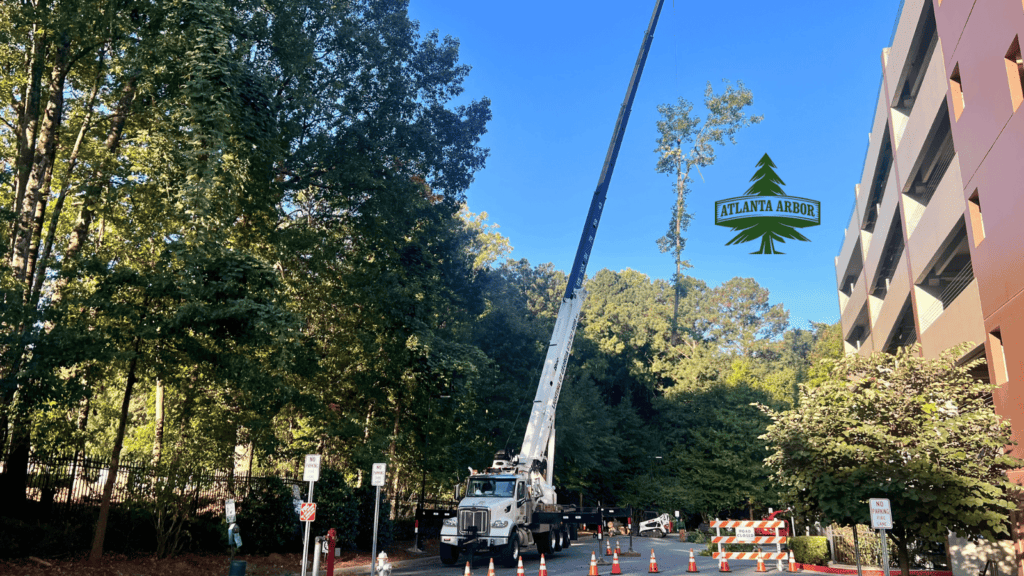 Tree Thinning in Atlanta Georgia