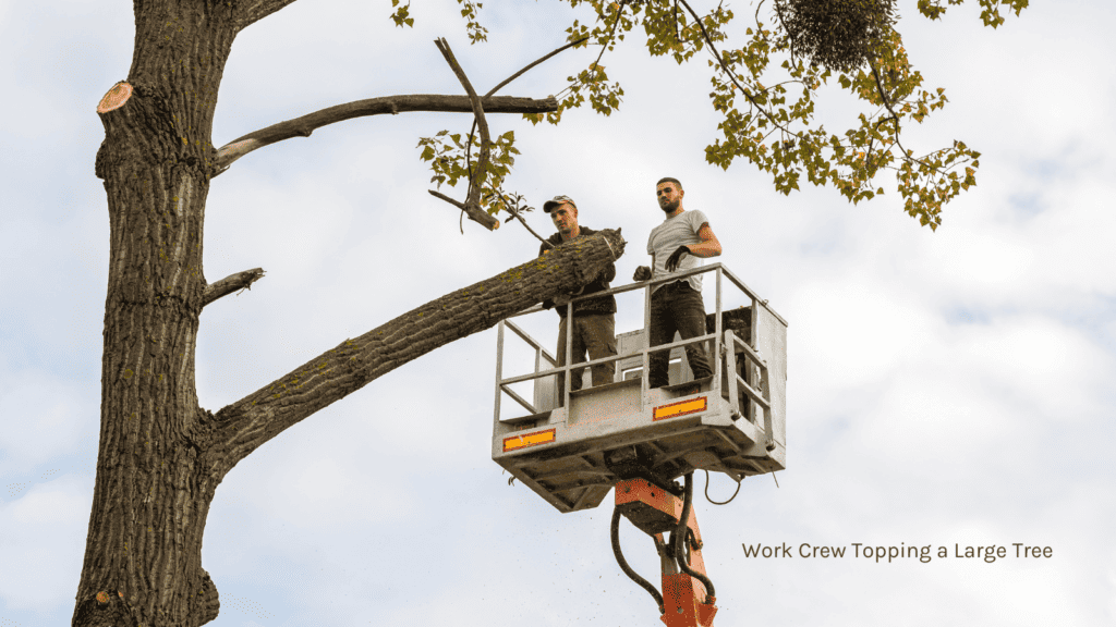 Work crew topping a large tree
