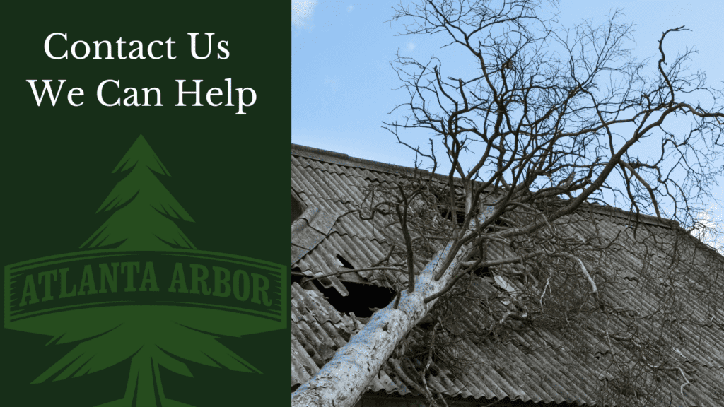 Get help for fallen tree removal