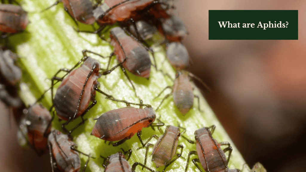 what are aphid insects