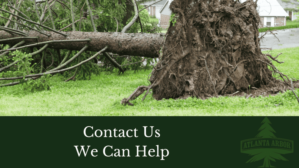 Does Homeowners Insurance Cover Tree Removal?