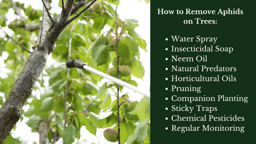 how to remove aphids from trees