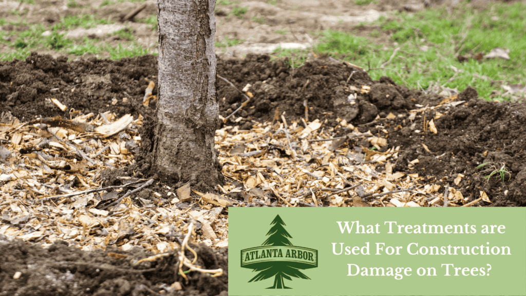 How to Protect Trees from Construction Damage?