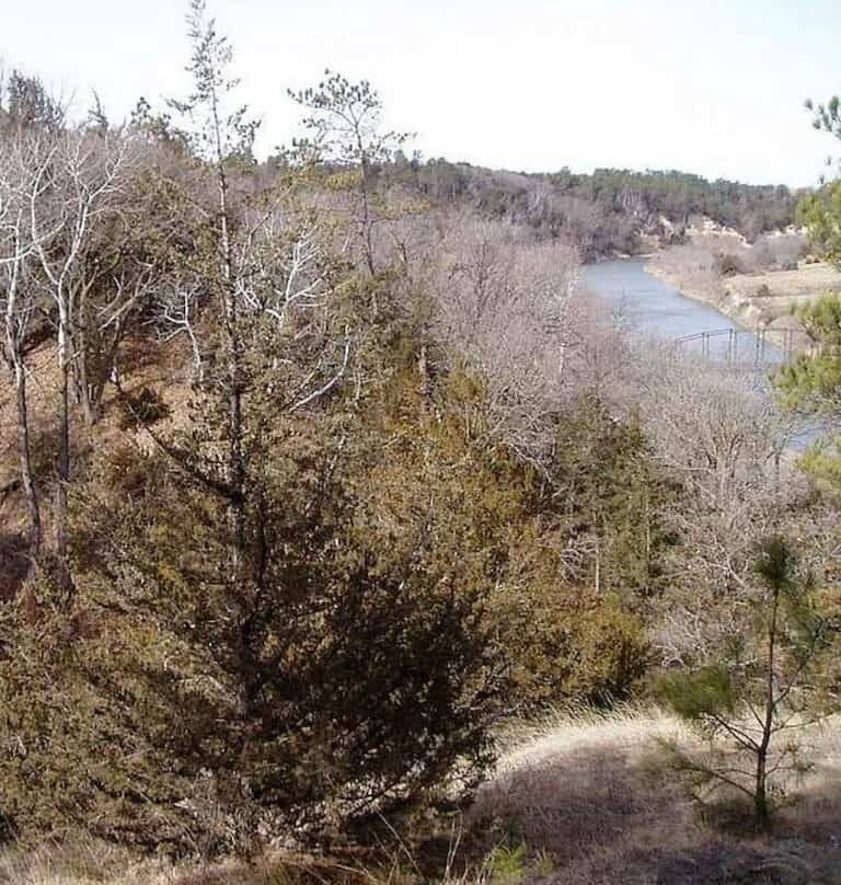A photo of Eastern Red Cedar in East point, Georgia