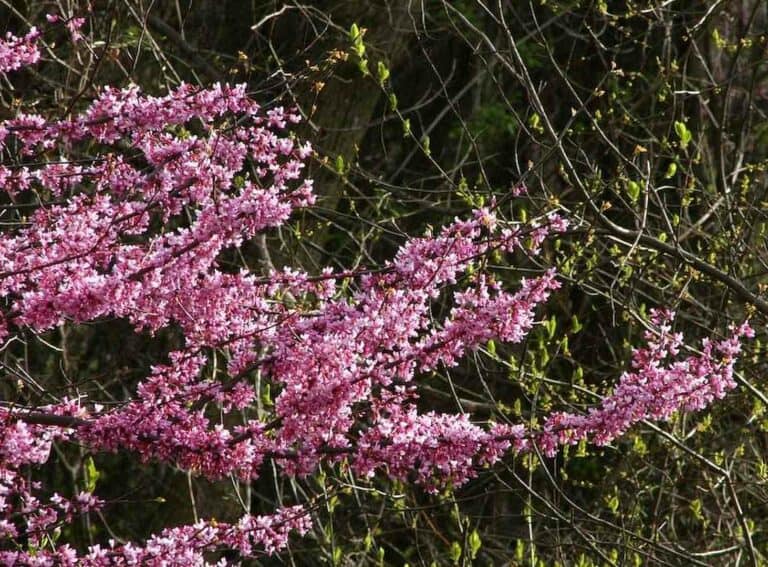A photo of Eastern Redbud in Norcross City, Georgia
