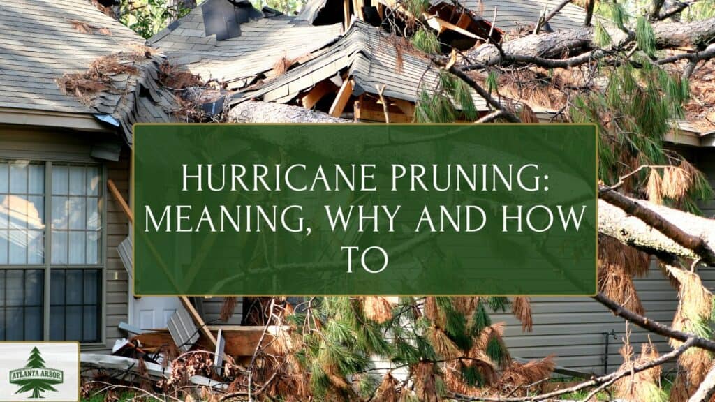 Hurricane Pruning