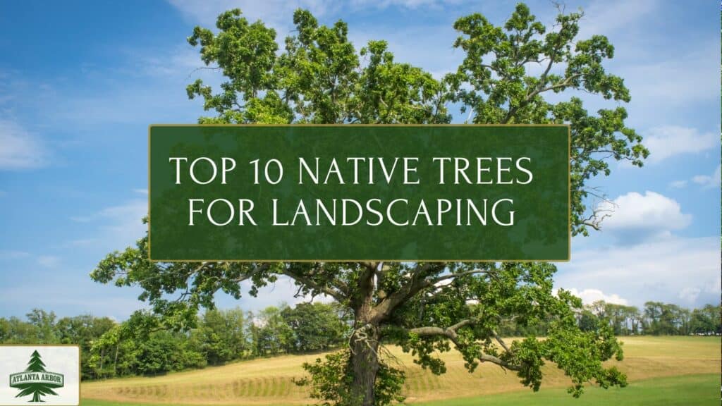 Native Landscaping Trees