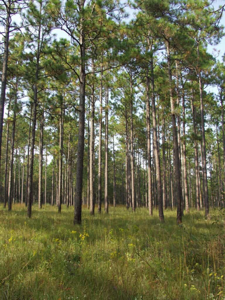 A photo of Loblolly Pine in Acworth Georgia