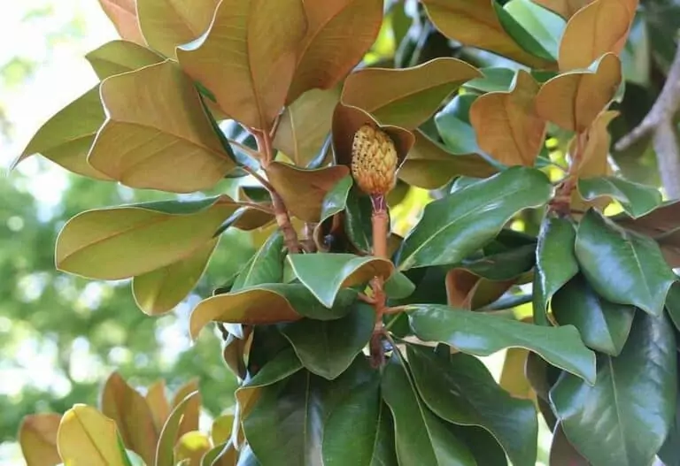 A photo of Southern Magnolia in Cobb County, Georgia