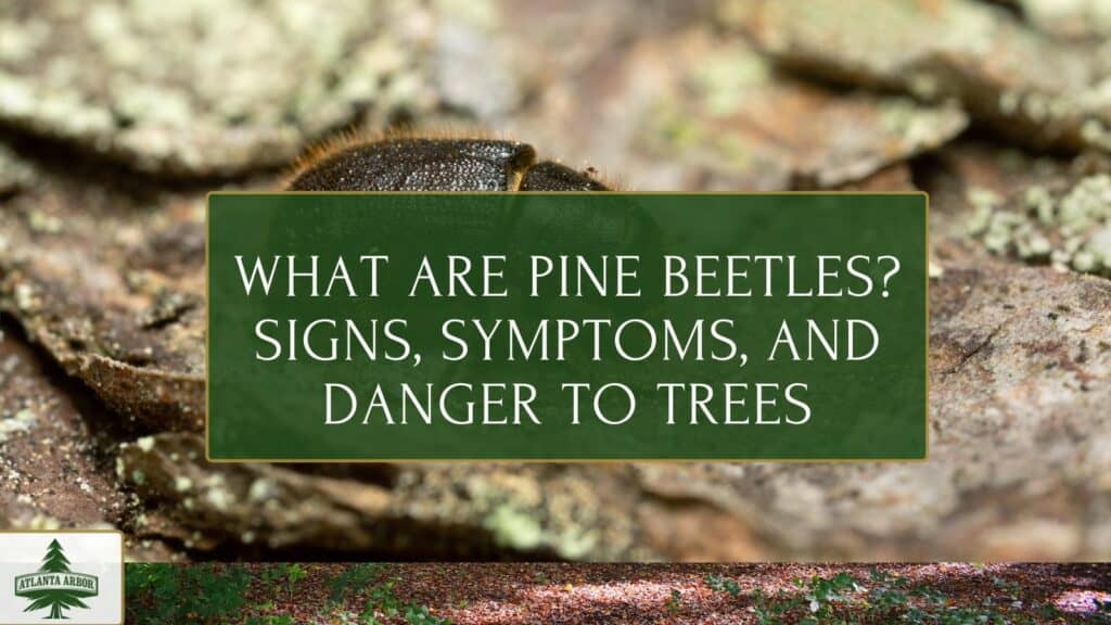 Pine Beetles