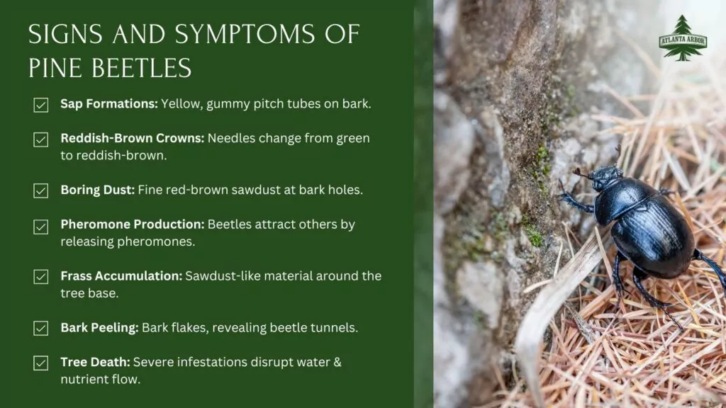 What Are Pine Beetles? Signs, Symptoms, and Control Methods