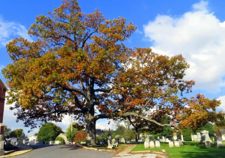 A photo of White Oak in DeKalb County, Georgia