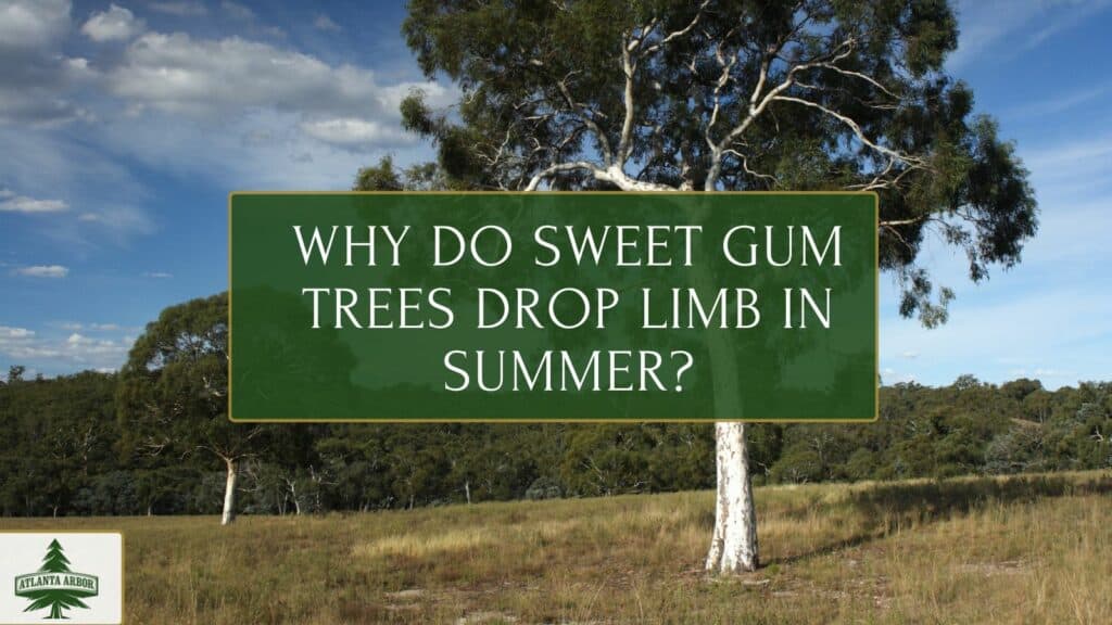 Sweet Gum Tree Drop in Summer