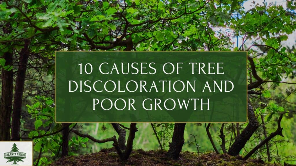 Causes of tree discoloration