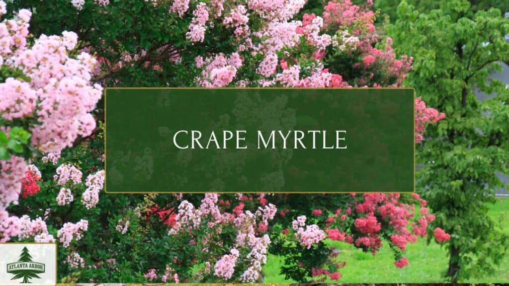 Crape myrtle