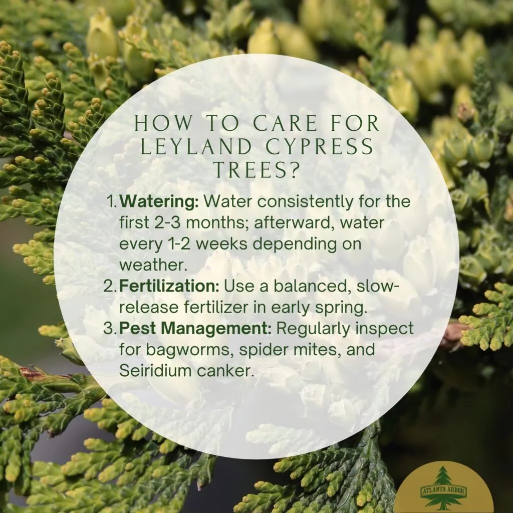 How to Grow and Maintain Leyland Cypress Trees?