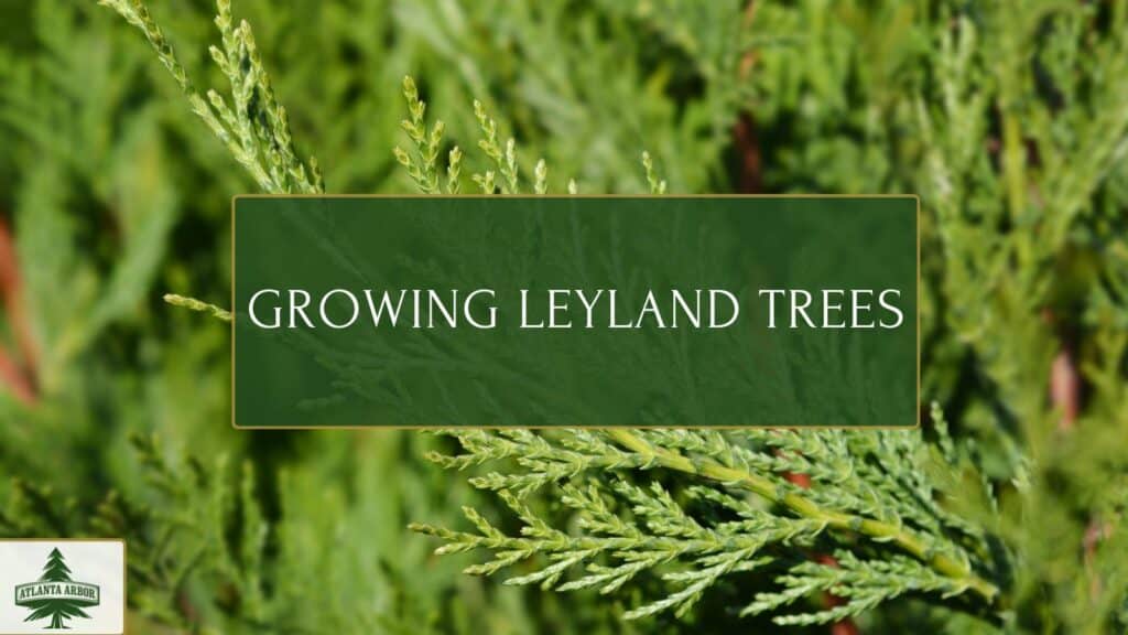 Leyland trees
