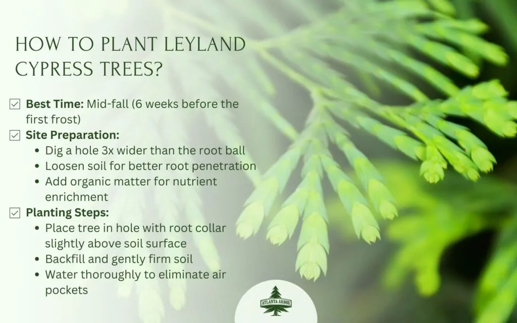How to Grow and Maintain Leyland Cypress Trees?