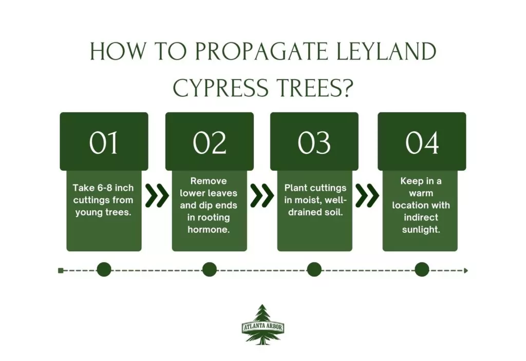 How to Grow and Maintain Leyland Cypress Trees?