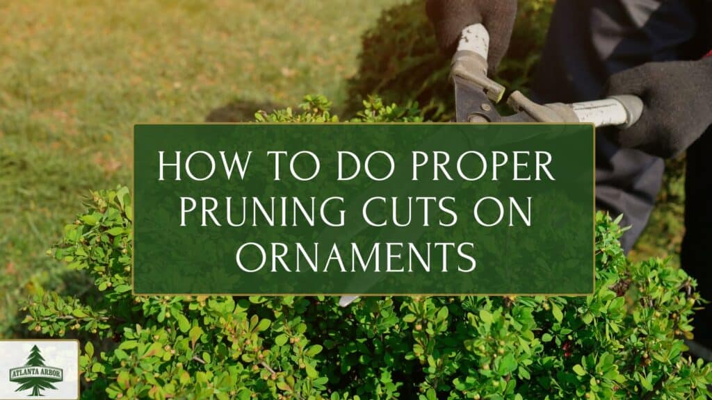 How to do proper pruning cuts on ornaments