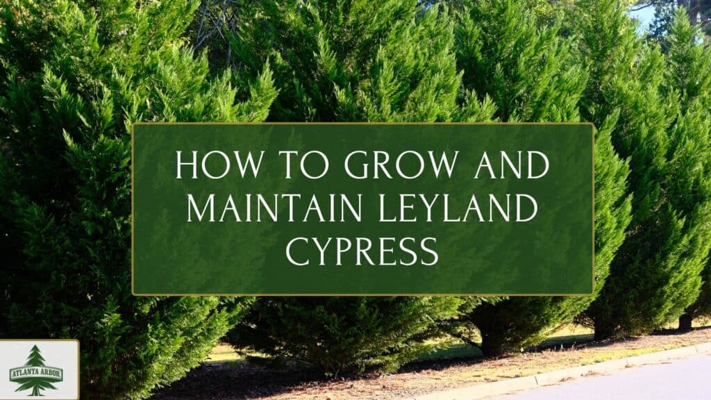 How to Grow and Maintain Leyland Cypress Trees