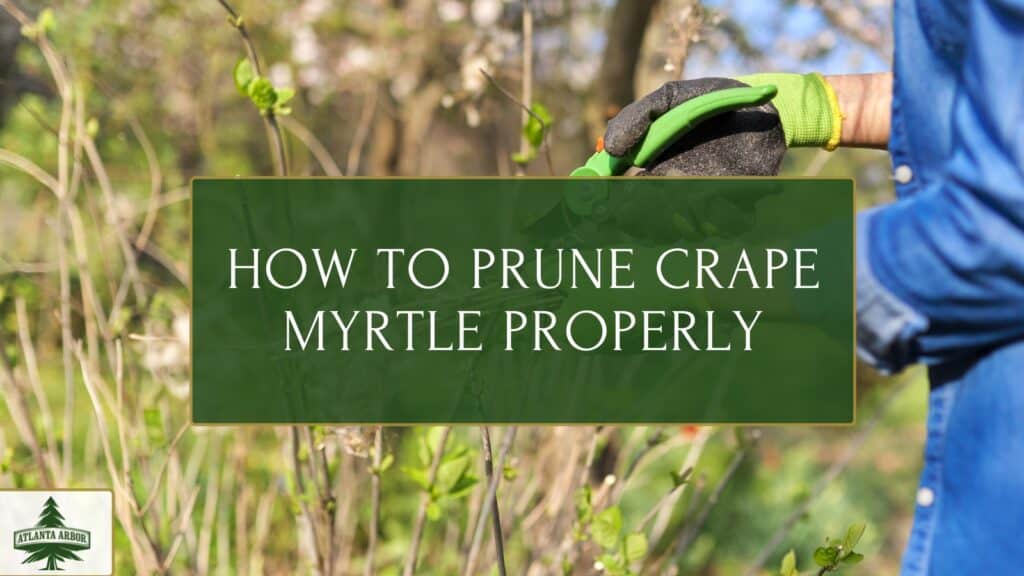 How to prune crape myrtle properly