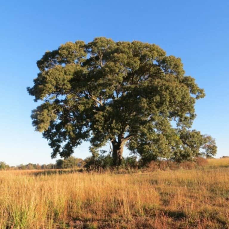 A photo of Southern Red Oak Tree in Acworth, Georgia