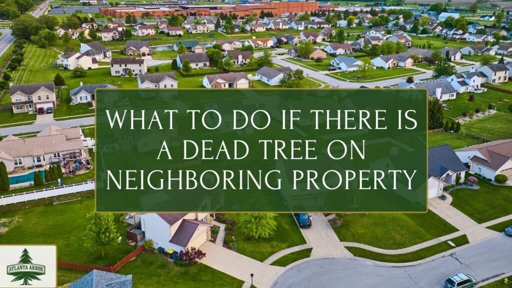 What to do if there is a dead tree on neighboring property
