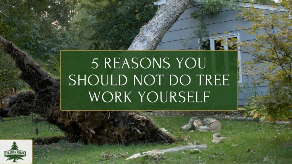 reasons you should not do tree work yourself