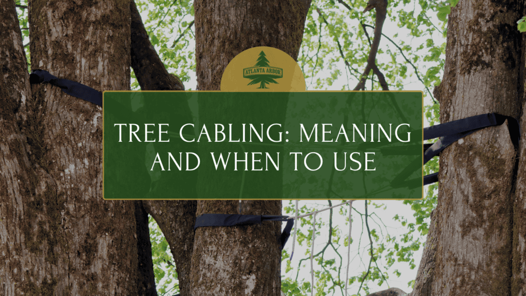 Tree cabling
