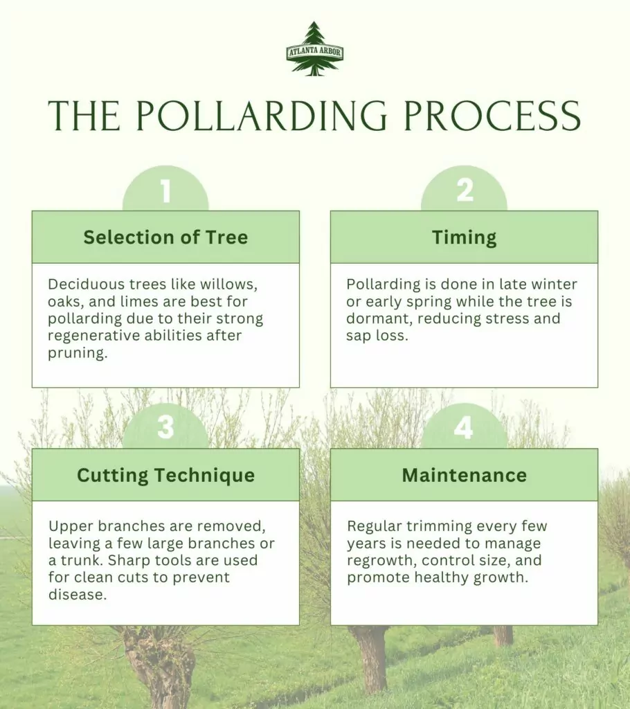 Pollarding: Process, Suitable Tree, Benefits, Risk, and Mistake