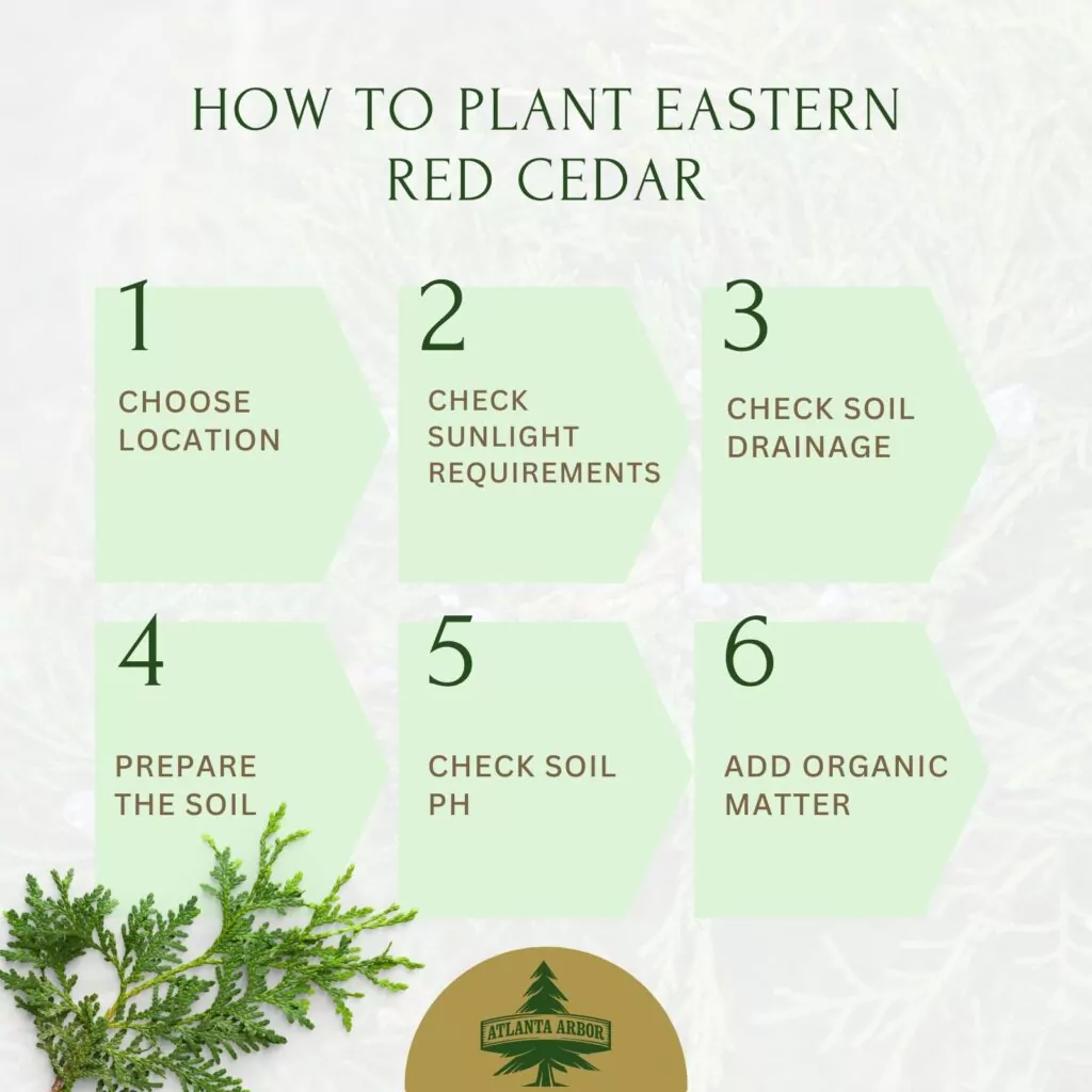 Eastern Red Cedar Care: A Comprehensive Guide