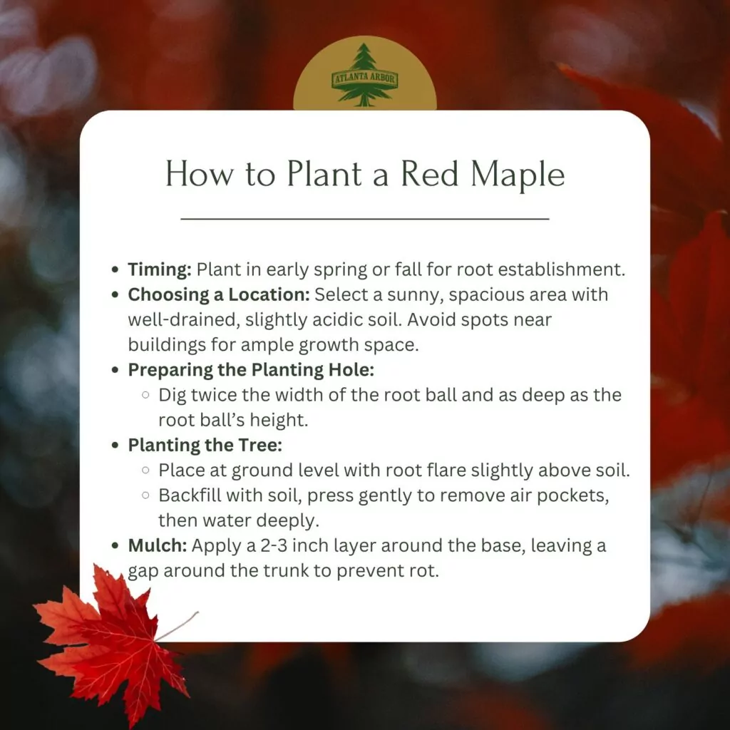 Red Maple Care: Best Practices for a Thriving Tree