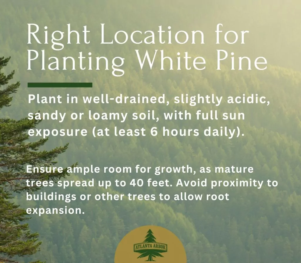 White Pine Care: Keeping Your Tree Healthy