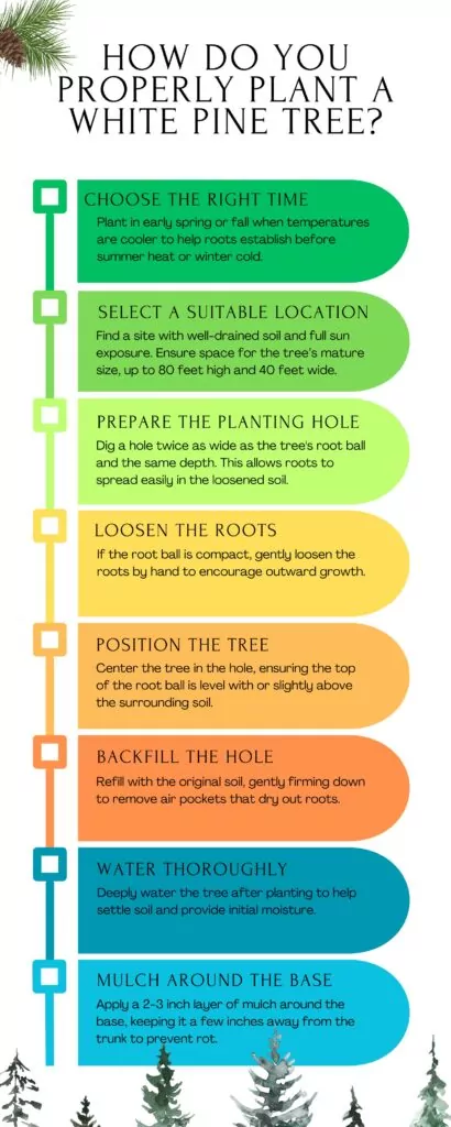 White Pine Care: Keeping Your Tree Healthy