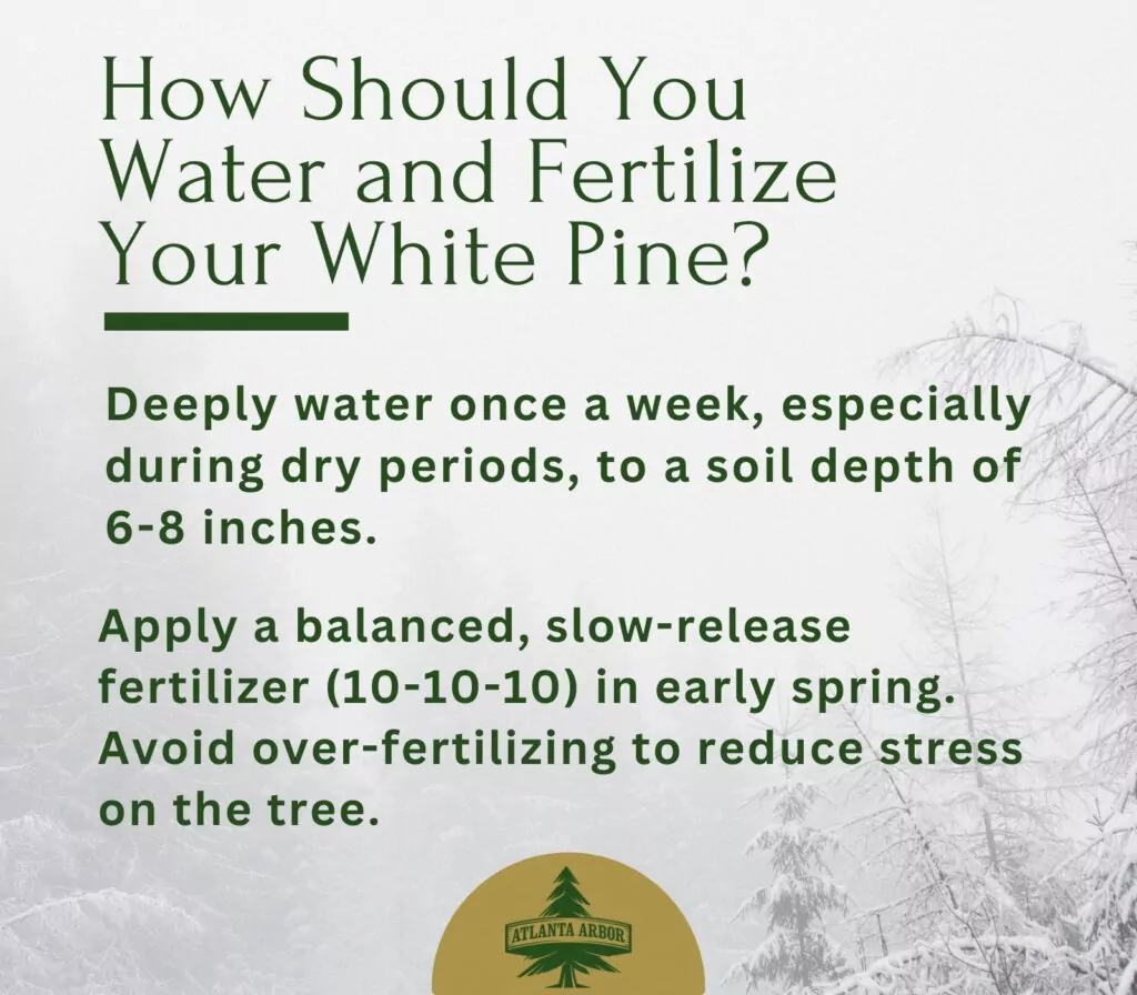 White Pine Care: Keeping Your Tree Healthy