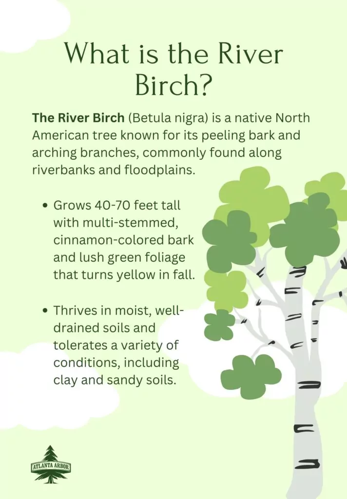 River Birch Care: A Step-by-Step Care Guide