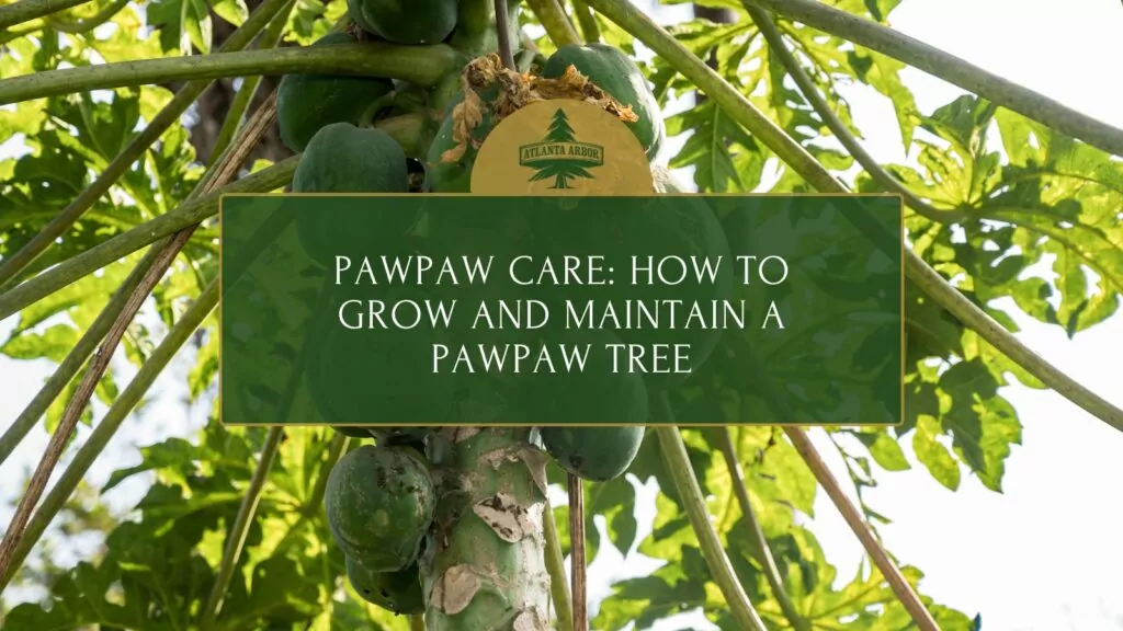 pawpaw care grow maintain